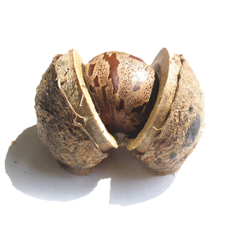 seed from rubber tree amazon jungle of brazil