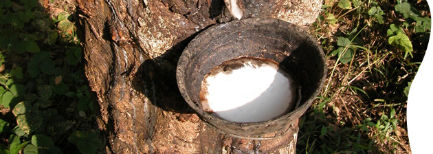 chemical free LA organic cotton wool bed