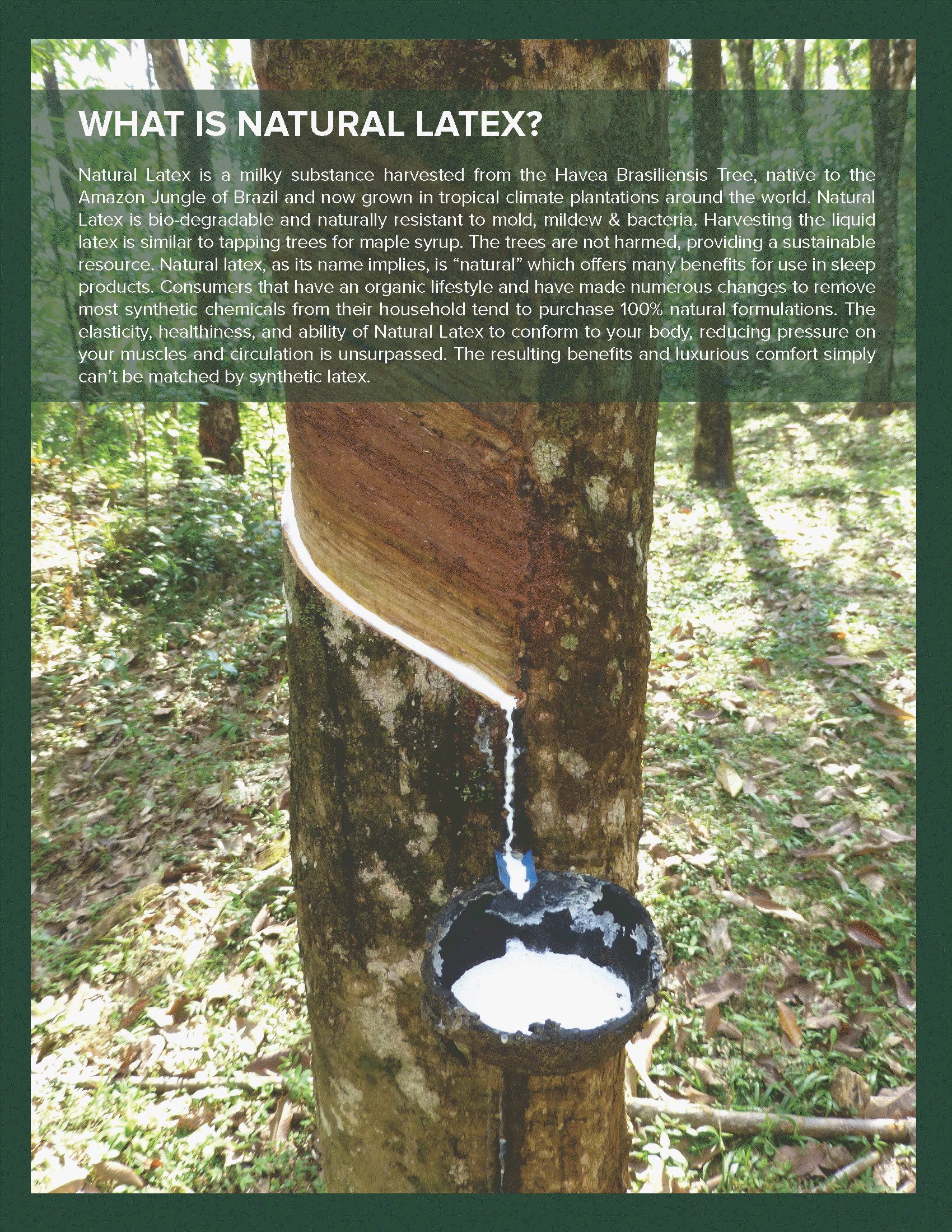 Natural Latex latex foam mattresses Orange, Anaheim, Brea, Buena Park, Costa Mesa, Cypress, organic beds Dana Point, Fountain Valley, Fullerton, Garden Grove, Huntington Beach, natural mattresses Irvine, La Habra, La Palma, Laguna Beach, Laguna Hills, Laguna Niguel, natural beds Lake Forest, Los Alamitos, Mission Viejo, Newport Beach, Orange, latex mattresses Placentia, San Clemente, San Juan Capistrano, Santa Ana, Seal Beach, 100% pure TALALAY latex Stanton, Tustin, Villa Park, Westminster andYorba Linda.