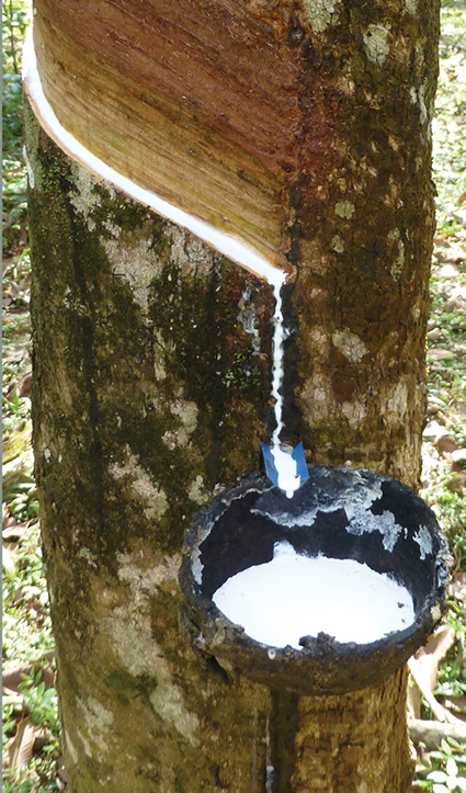 Natural latex sap, the source of the mattress on our adjustable hospital beds