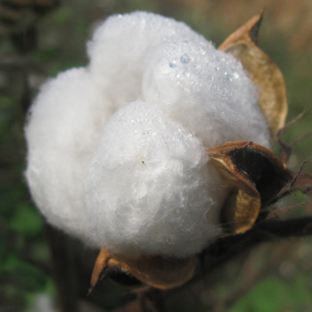 Organic cotton quilting on both sides of an adjustable bed mattress