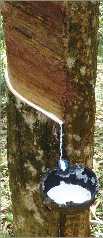 Natural organic latex mattress rubber tree sap