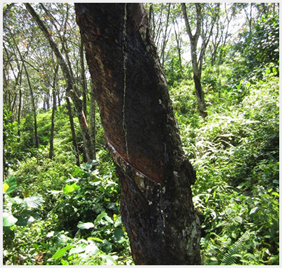 natural Talalay mattress